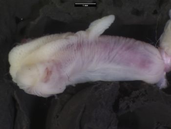 Media type: image;   Herpetology R-82910 Aspect: lateral